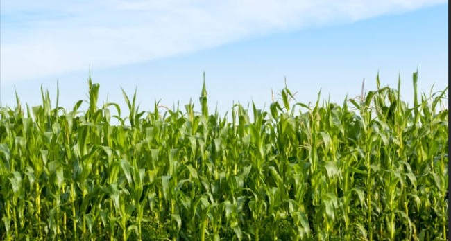 Maize Production